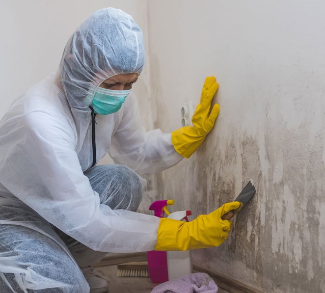 mold removal